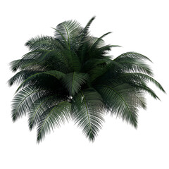 Front view of plant (Camedor Palm) tree png 