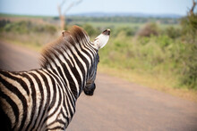Beautiful Portrait Of Zebra Crossing A Road In The African Savannah Of South Africa In The Kruger National Park, These Herbivorous Animals Are Abundant In Africa And Very Attractive. 