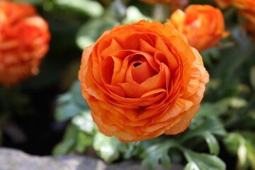 Sticker - Closeup of orange Persian buttercup flower in the garden