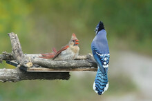 Female Cardinal Threatening Blue Jay Twice Her Size