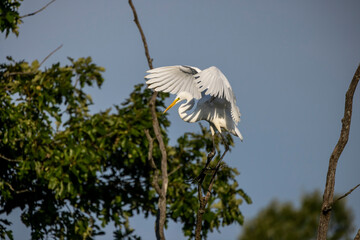 Wall Mural - The great egret (Ardea alba)  also known as the common egret, large egret, or  great white egret or great white heron