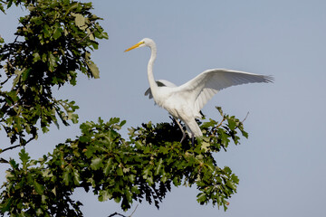 Wall Mural - The great egret (Ardea alba)  also known as the common egret, large egret, or  great white egret or great white heron