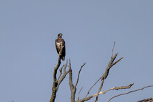 A Young Bald Eagle Sits On Top Of A Dry Tree