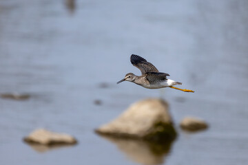 Wall Mural - The lesser yellowlegs (Tringa flavipes). The shorebird in flight over river