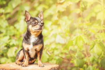 Wall Mural - The dog is sitting on a stump. Chihuahua on a blurred natural background. Mini dog.