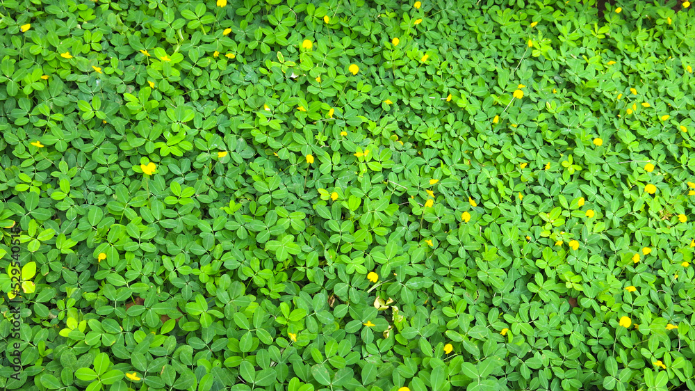 green grass pinto peanut (Arachis pintoi) as ground cover