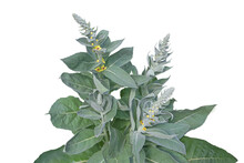 Verbascum Or Mullein Plant With Yellow Flowers Isolated Transparent Png. Herbal Medicine.