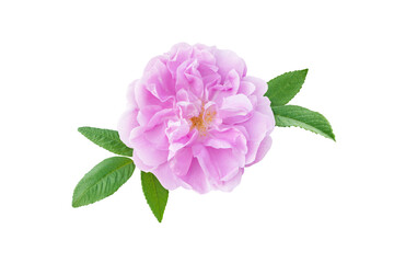Wall Mural - Old fashioned pale pink shrub rose aromatic flower isolated transparent png.