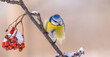 the Eurasian blue tit bird sits on a branch close-up on a sunny frosty winter morning