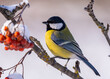The Great tit bird, Parus major, sits on a branch of a red mountain ash on a frosty winter morning