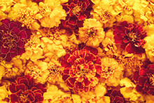 Marigold Flowers Texture, Holiday Decoration, Orange And Red Marigolds Background