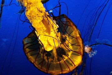 Wall Mural - Jellyfish swimming inside the aquarium