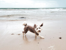 Brown And White Bordoodle Dog Playfully Running On Empty Beach Looking At Camera