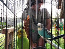 Young Boy Looking Into Bird Cage With Two Budgerigar Inside