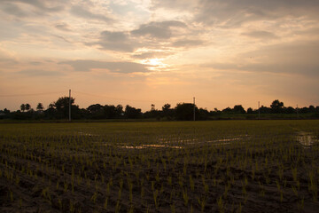 green rice plants grown in the rice fields are ready to be harvested soon for distribution and export across Asia-Europe for the production of starch and foodstuffs as a Thai rice variety.