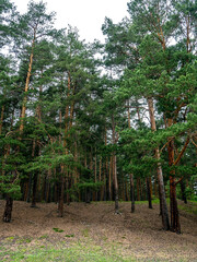 Wall Mural - pine trunks in the pine forest in summer