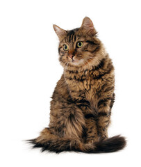 scarred long hair cat isolated, png file