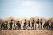 © Austockphoto - The back of a group of sheep showing their behinds.