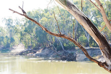 Murray River With Red Gum Bark Framing Shot