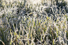 Blades Of Grass Covered In Frost