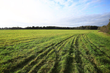 Wall Mural - summer road in the field landscape nature meadow