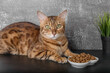 © Svetlana Rey - Bengal cat near a bowl of dry food on a dark background.