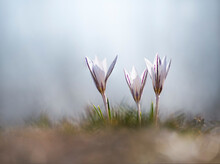Purple And White Crocuses On A Field