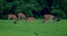 Beautiful Shot Of Small Herd Of White-tailed Deer And Wild Turkeys Grazing On Green Grass