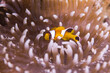 A macro photo of a very tiny baby anemone fish or clown fish in its anemone