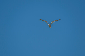 Common Tern (Sterna hirundo) flying in the blue sky