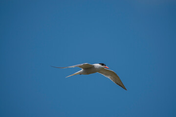 Wall Mural - Common Tern (Sterna hirundo) flying in the blue sky