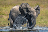 Fototapeta  - African bush elephant squirts water over itself