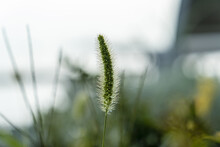 Selective Focus Green Setaria Viridis, Detailed Foxtail Plant, Bright Blurred Nature Background