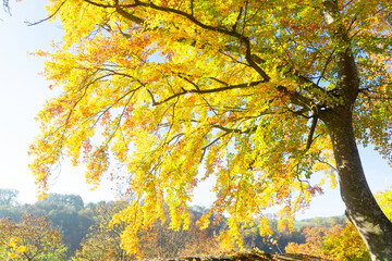 Wall Mural - Vibrant fall foliage