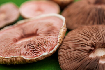 Wall Mural - Group of mushrooms forming a beautiful background with some parts in focus
