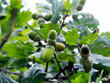 Dojrzałe owoce (żołędzie) Dębu szypułkowego (Quercus robur L.)

 Pod koniec lata na dębach pojawiają się żołędzie będące przysmakiem dla wielu zwierząt

