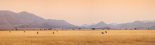 African Landscape At Sunset With Silhouettes Of Mountains, Antelopes Oryx In Savanna. Herd Of An Oryxes In Grassland In Sesriem Valley, Namibia. Wildlife And Safari In South Africa, Panoramic View.