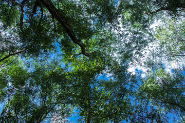 The sky through the tops of summer trees. Blue sky and trees as a background for the image