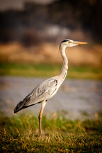 Grey Heron Standing In Front Of The Flood Plains Of The Magical Okavango Delta In Botswana. Seen On A Wilderness Safari In July 2022.