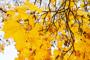 Sticker - Fall leaves in park Fall leaves in park