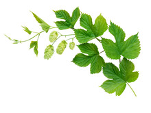 Hop Branch With Leaves And Flowers Isolated Transparent Png