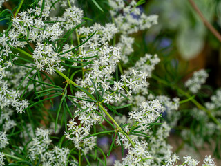 Wall Mural - Close up flower of Shatavari plant on blur background.