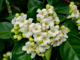 Wall Mural - Close up White Orange Jasmine or China Box flower with leaf background.