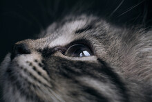 Kitten Looks Up, Closeup Of A Cat's Eyes On A Black Background. Muzzle Of A Gray Kitten. Cat Vision In The Dark