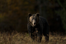 A Brown Bear Male Is Looking For Food At The Edge Of A Mountain Forest Before Sunset. Photographed In Low And Natural Light.