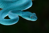 Fototapeta Zwierzęta - Close up of blue white lipped Island pit viper Trimeresurus insularis with black background

