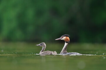 Wall Mural - A great crested grebe with a baby swims on the water. (Podiceps cristatus) water fowl in the nature habitat. Wildlife scene from nature.