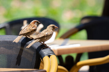 A Couple of House Sparrows