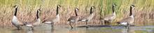 Group Of Canada Geese Standing In The Shallow Water In Front Of The Reeds