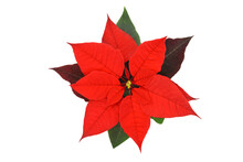 Top View Of A Poinsettia Flower Head Also Knows As Christmas Star Flower Isolated On A Transparent Background.